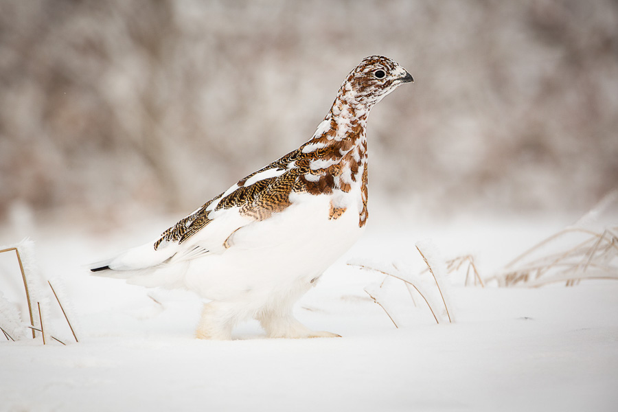 The Willow Ptarmigan is the state bird of Alaska. During fall, it undergoes a color change from brown to full winter white. This bird is about half changed over to its winter color. I love how camouflaged it is in this photo. Note how it's colors perfectly mimic the background/foreground.