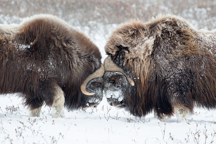Arctic Wildlife and Landscapes Photo Workshop-22