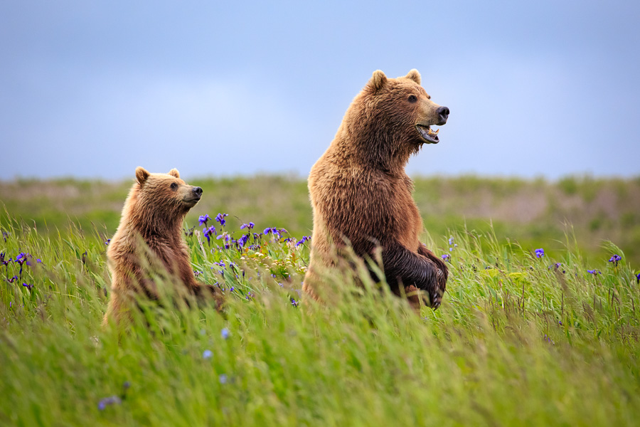 A sow and cub stand up in the tall grass to get a good look at an approaching bear. They must be constantly on the alert, since other bears may try to harm the cubs. In this case, a very dominant bear was moving into the area, so they took off running. 

Photographing brown bears is always an adventure in the Alaska backcountry.  Join us on our ultimate brown bear photo safari this coming August!  Details here:
http://actionphototours.com/product/brown-bear-photo-tour/