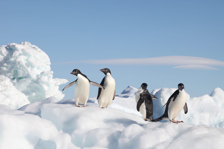 jpp_Antarctica_adelie-penguin011_CheesemansEcologySafaris