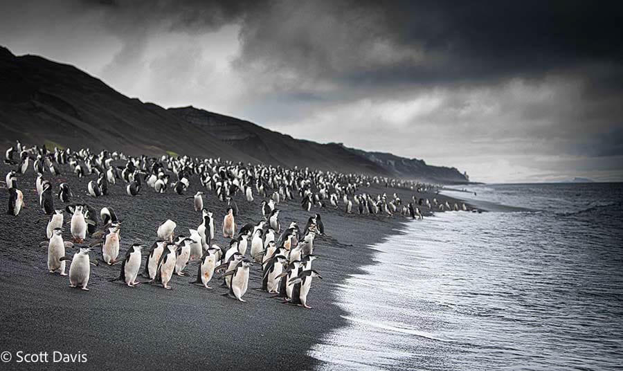jpp_Antarctica_chinstrap-penguin012_ScottDavis-2-2