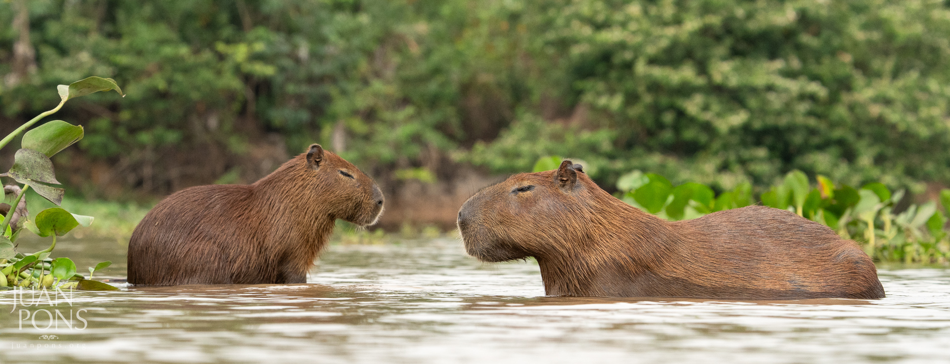 3dRose Brazil, Pantanal A capybara walking proudly. - Key Chains, 2.25 by  2.25-inch, set of 2