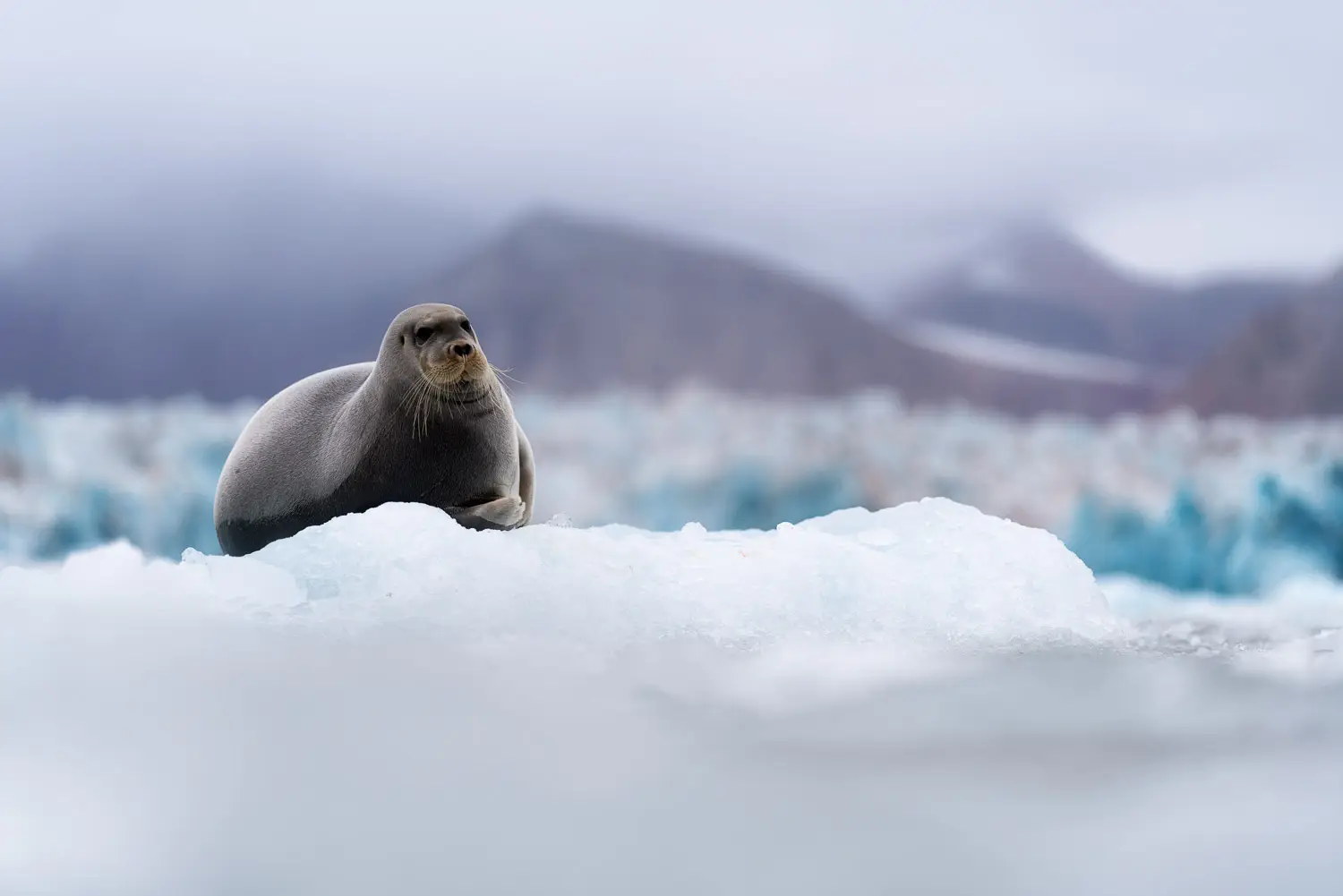 Bearded seal (Erginathus barbatus) in Kongsfjorden, Svalbard, Norway