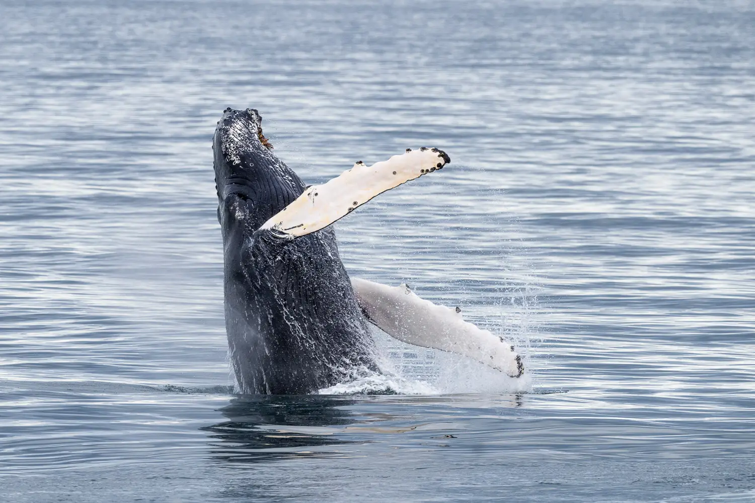 Humpback Whale (Megaptera novaeangliae) in Spitsbergen, Svalbard, Norway